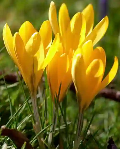 Крокус Голден Йеллоу (Golden Yellow) ботанический 5шт в упаковке (размер 7\8) фото-3