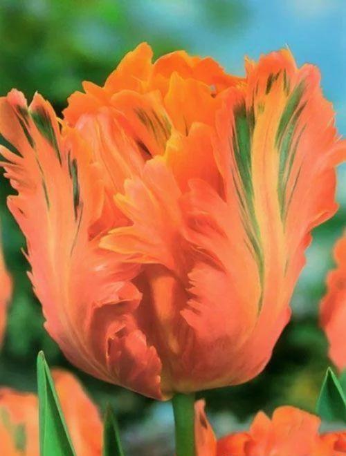 Тюльпан "Orange Favorit" фото-0