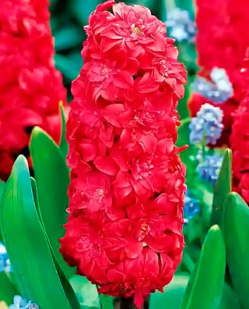 Гиацинт махровый "Hollyhock" 2шт в упаковке фото-3
