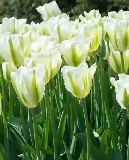 Тюльпан Спринг Грин (Spring Green) зеленоцветный 3шт в упаковке (размер 11\12) фото-1