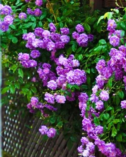 Роза плетистая насыщенно фиолетовая "Нарядная принцесса" (Smart Princess) (крупноцветковый сорт) фото-2