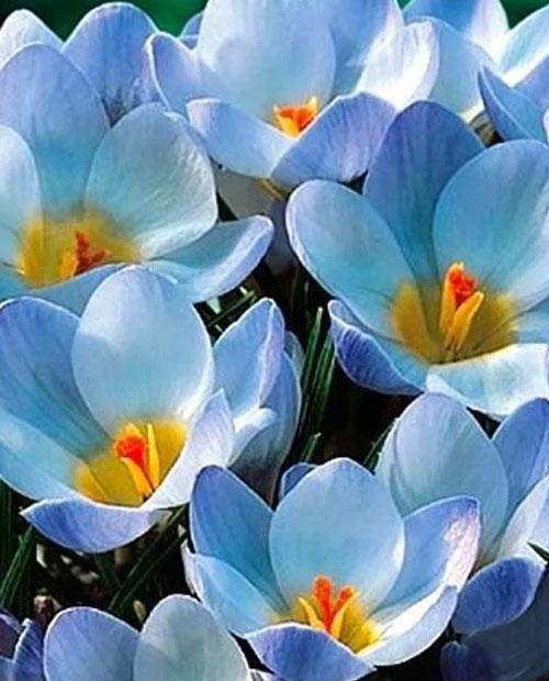 Крокус Блю Пёрл (Blue Pearl) ботанический 5шт в упаковке (размер 5\+) фото-0