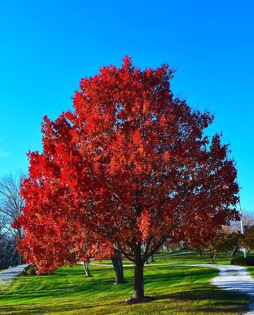 Дуб красный "Канадский" 3-х летний (Red Canadian oak) высота саженца 30-60 см фото-2