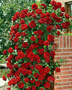 Роза плетистая Дон Жуан красная (саженец класса АА+) высший сорт