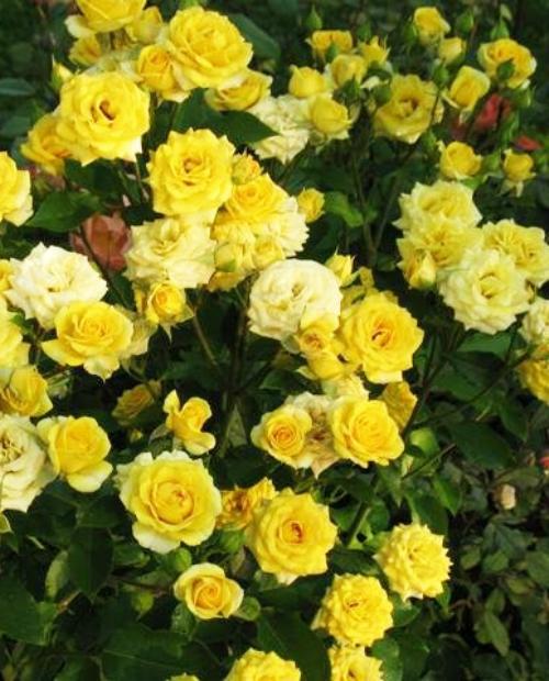 Роза спрей Фи Фи (Fi Fi) ярко-желтая (обильно-цветущий сорт) фото-1