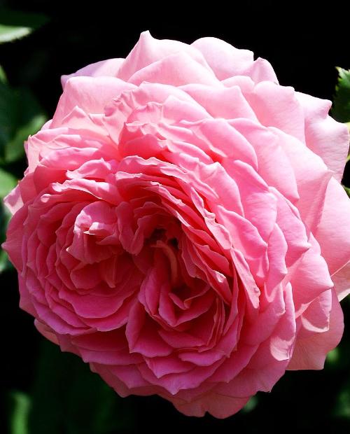Роза английская Тру Лав (True love) светло-лавандовая (премиальный сорт, с мускусным ароматом) фото-3