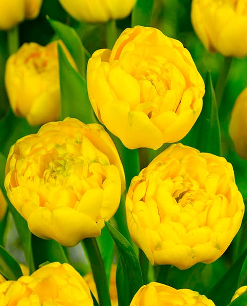 Тюльпан махровый поздний "Йеллоу Помпонет" (Yellow Pompenette) 3шт в упаковке (размер 11/12) фото-2