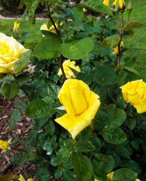 Роза чайно-гибридная Ландорра желтая (саженец класса АА+) высший сорт фото-3