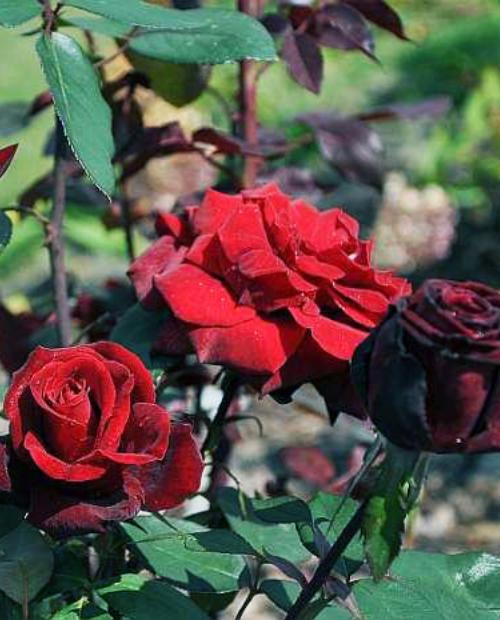 Роза чайно-гибридная Poзa Баркароле бархатно-красная (саженец класса АА+) высший сорт фото-2