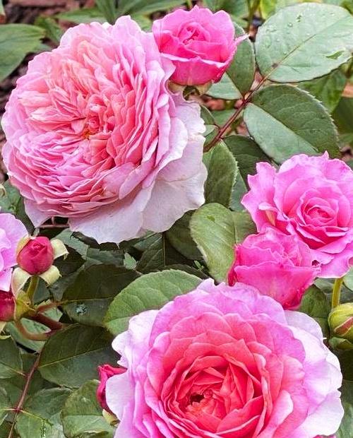 Роза английская Тру Лав (True love) светло-лавандовая (премиальный сорт, с мускусным ароматом) фото-1