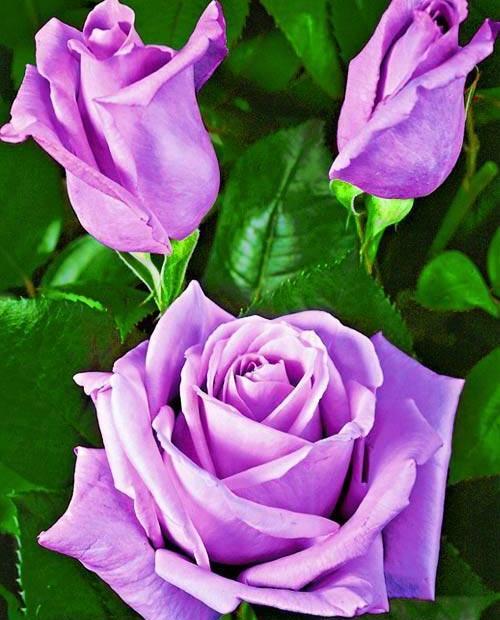 Роза чайно-гибридная пурпурная "Бархатная ночь" (Velvet night) (морозостойкий сорт) фото-
