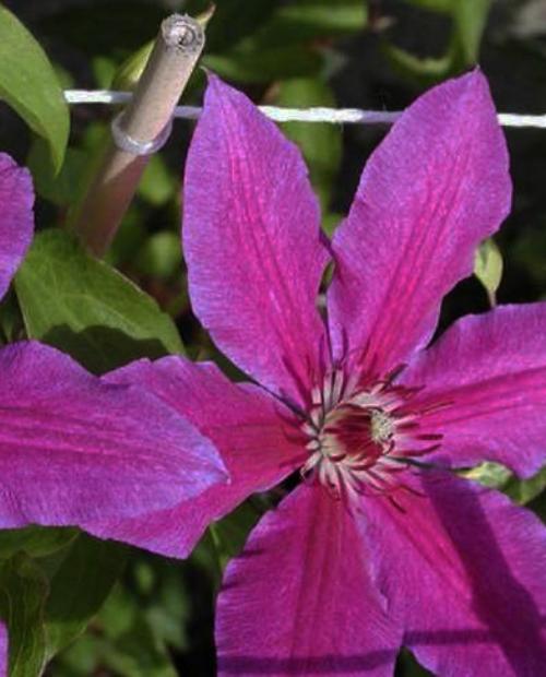 Клематис крупноцветковый Барбара Дибли (Barbara Dibley) розово-сереневый (корневая окс) фото-1