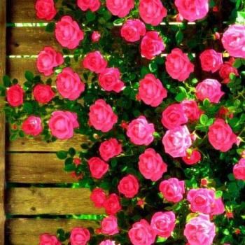 Роза плетистая нежно розовая с малиново-сиреневым оттенком"Маэстро" (Maestro) (самый обильно цветущий сорт)