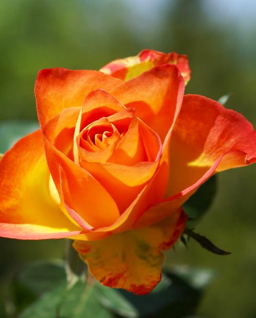 Роза спрей Колибри (Hummingbird) ярко-оранжевая (саженец класса АА+, ароматный сорт) фото-3