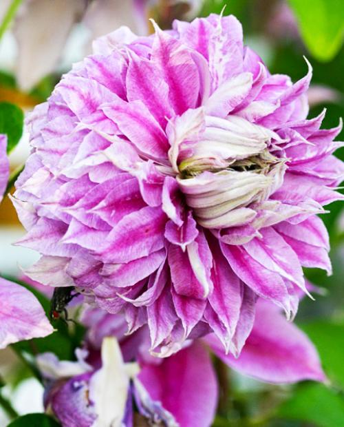 Клематис махровый Жозефина (Josephine) нежно-розовый (корневая окс) фото-1