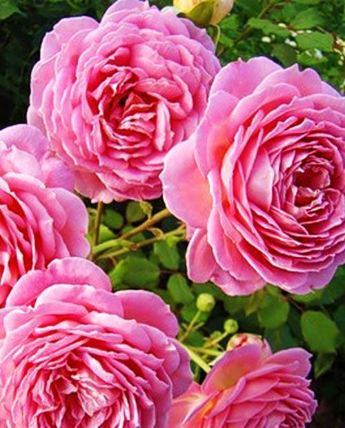 Роза английская светло-лавандовая "Настоящая любовь" (True love) (премиальный сорт, с мускусным ароматом) фото-