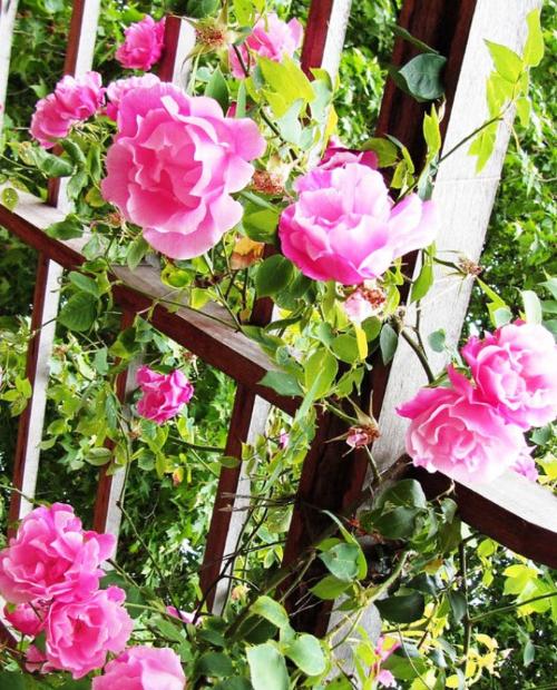 Роза плетистая Сердце розы розовая с сиреневым оттенком (саженец класса АА+) высший сорт фото-2
