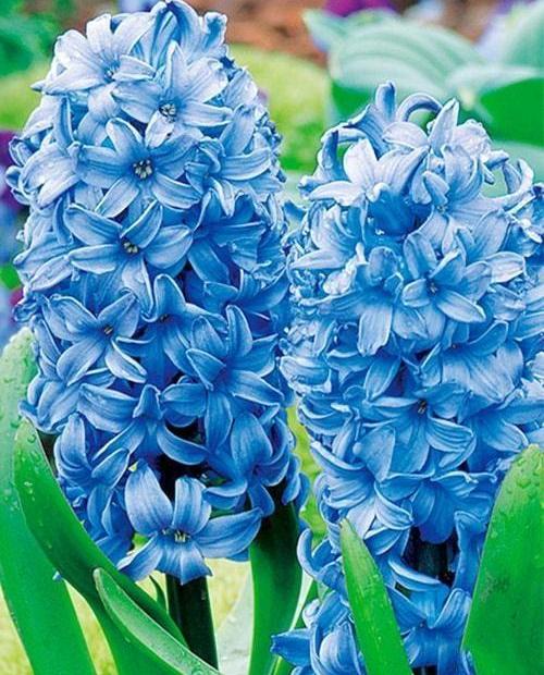 Гиацинт "Delft Blue" 2шт в упаковке фото-0