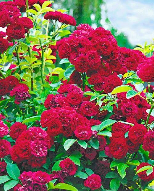 Роза плетистая Сантана ярко-красная (саженец класса АА+) высший сорт фото-0