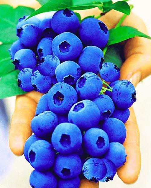 Голубика Гурон нежно-синяя (садовая черника) (среднего срока созревания) (контейнер p9) фото-0