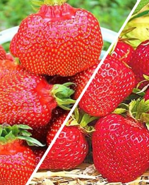 Клубника, комплект из 2-х сортов "Царица ягод" (Queen of Berries) 2шт саженцев фото-0