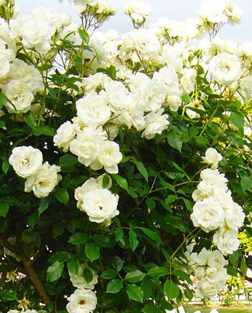 Роза плетистая Айсберг нежно-белая (саженец класса АА+) высший сорт  фото-0