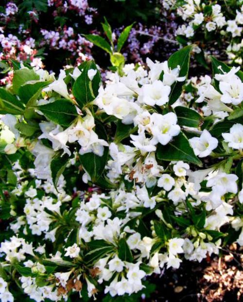 Вейгела цветущая белая "Бристол Сноуфлейк" (Bristol Snowflake) (контейнер p9) фото-1