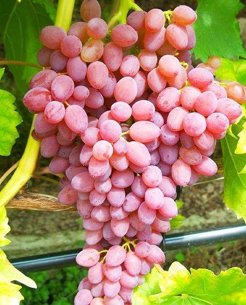 Виноград темно-розовый "Лидия" (столовый сорт, средний срок созревания) фото-