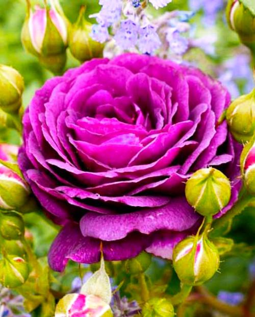 Роза флорибунда фиолетовая "Эбб Тайд" (саженец класса АА+) высший сорт фото-2