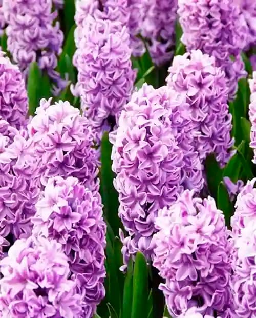 Гиацинт "Splendid Cornelia" 2шт в упаковке фото-2