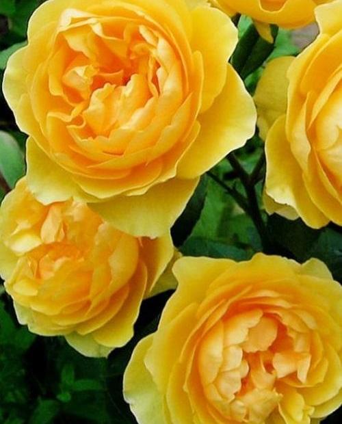 Роза английская желтая "Грехам Томас" (Graham Thomas) (саженец класса АА+) высший сорт фото-1