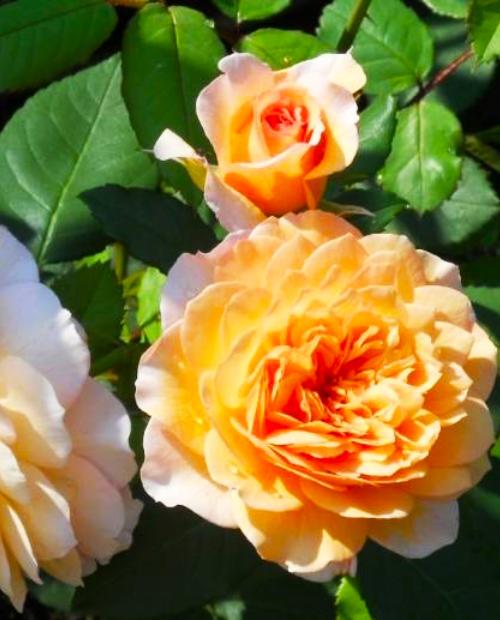 Роза парковая кремово-желтая "Грейс" (саженец класса АА+) высший сорт фото-2