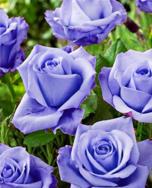 Роза чайно-гибридная пурпурно-голубая "Голубой нил" (саженец класса АА+) высший сорт  фото-2