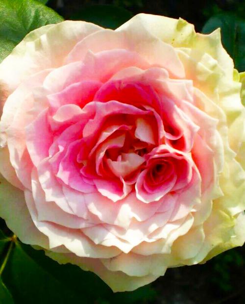 Роза шраб розово-белая "Цезарь" (саженец класса АА+) высший сорт фото-3