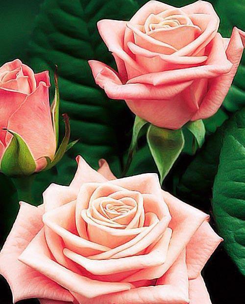Роза парковая нежно-розовая "Фредерик Мистраль" (саженец класса АА+) высший сорт фото-0
