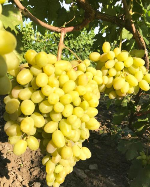 Виноград желтый Супер экстра – купить в интернет-магазине Агро-Маркет24