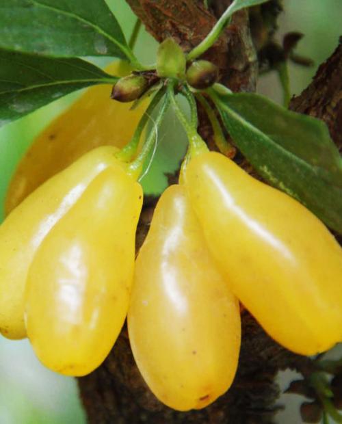 Кизил золотисто-желтый "Золотистый" (крупноплодный привитый сорт) фото-3