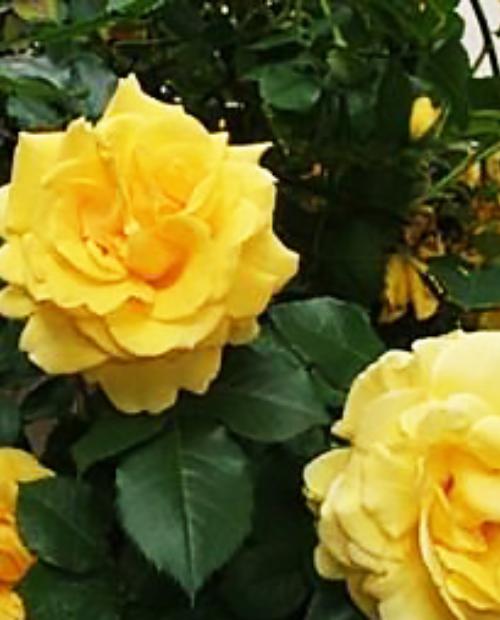 Роза плетистая желтая "Римоза" (саженец класса АА+) высший сорт фото-2