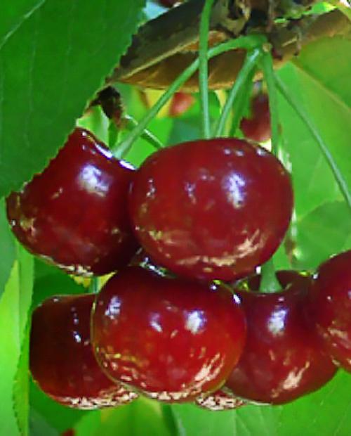 Вишня Эрди Крупноплодная среднерослая насыщенно-красная (ранний сроксозревания) купить в интернет-магазине Агро-Маркет24