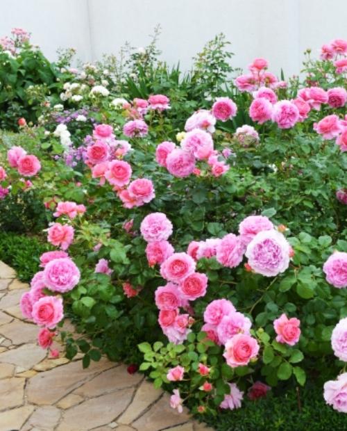 Роза шраб Принцесса Александра розовая (саженец класса АА+) высший сорт фото-3
