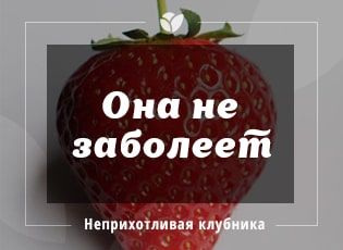 Неприхотливый сорт клубники: она не заболеет