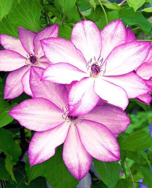 Клематис крупноцветковый Омоширо (Omoshiro) розово-белый (корневая окс) фото-0