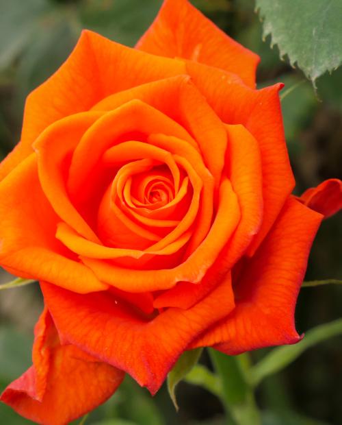 Роза спрей Колибри (Hummingbird) ярко-оранжевая (саженец класса АА+, ароматный сорт) фото-1