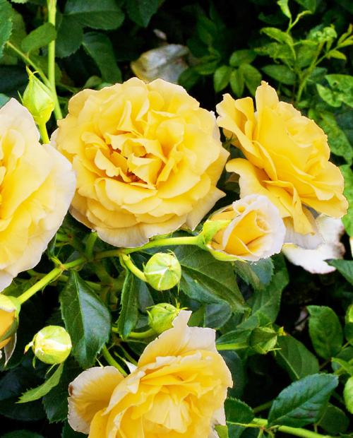 Роза плетистая Казино ярко-желтая (саженец класса АА+) высший сорт фото-3