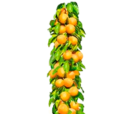 Саженцы колоновидных абрикосов