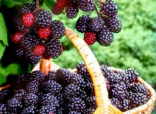 Весенняя подкормка ежевики: инструкция для щедрого урожая