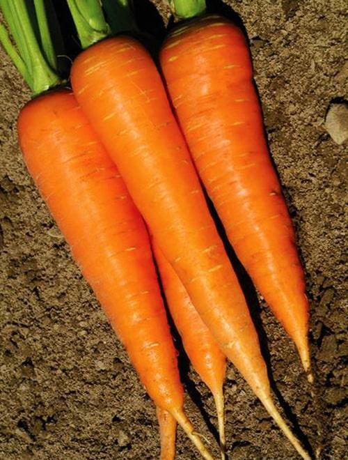 Морковь "Бангор F1" 150шт ТМ Гавриш фото-0