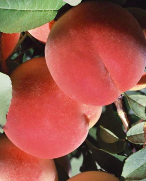 Персик оранжево-розовый "Клокред" (средний срок созревания) фото-2
