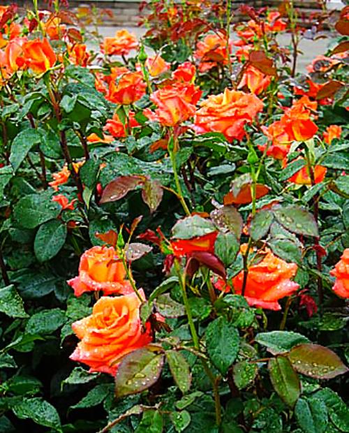 Роза чайно-гибридная Моника оранжевая (саженец класса АА+) высший сорт фото-3