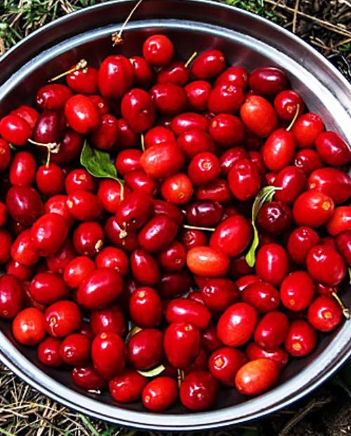 Кизил Мосвир темно-красный (крупноплодный привитый сорт) фото-2